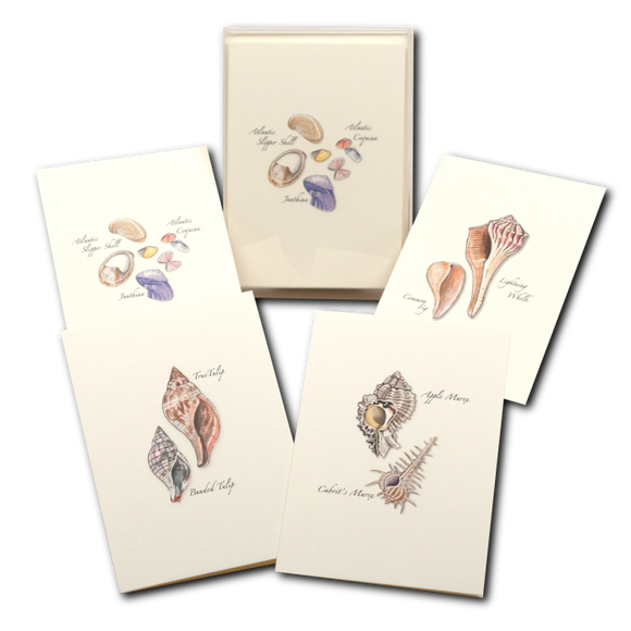 ES&W Boxed Cards Seashell Assortment