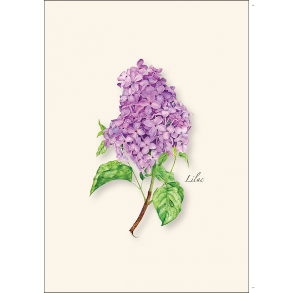 ES&W Boxed Cards Lilac