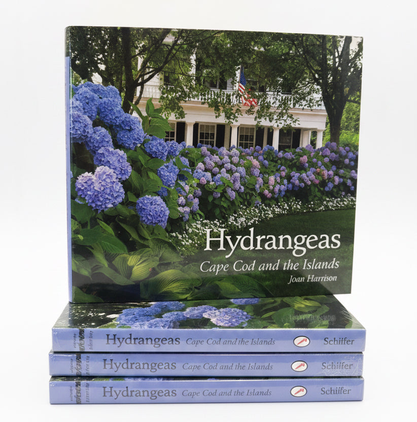 Hydrangeas: Cape Cod & the Islands