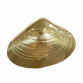 Michael Healy Brass Quahog Door Knocker