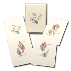 ES&W Boxed Cards Seashell Assortment
