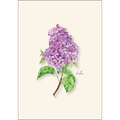 ES&W Boxed Cards Lilac
