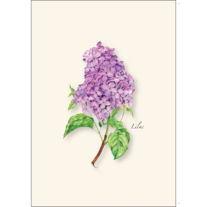 ES&W Boxed Cards Lilac