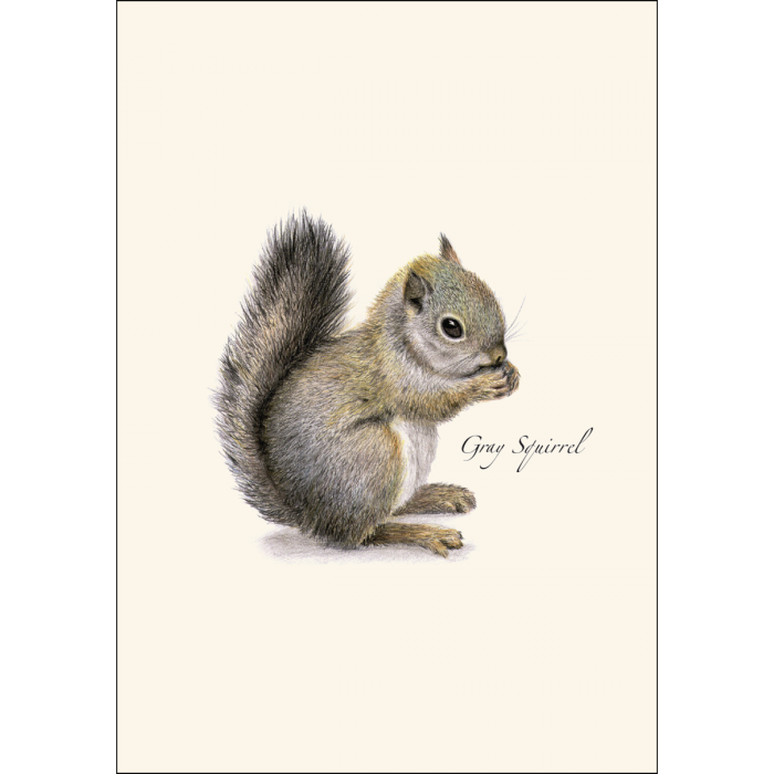 ES&W Boxed Cards Gray Squirrel
