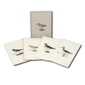 ES&W Boxed Cards Shorebird Assortment