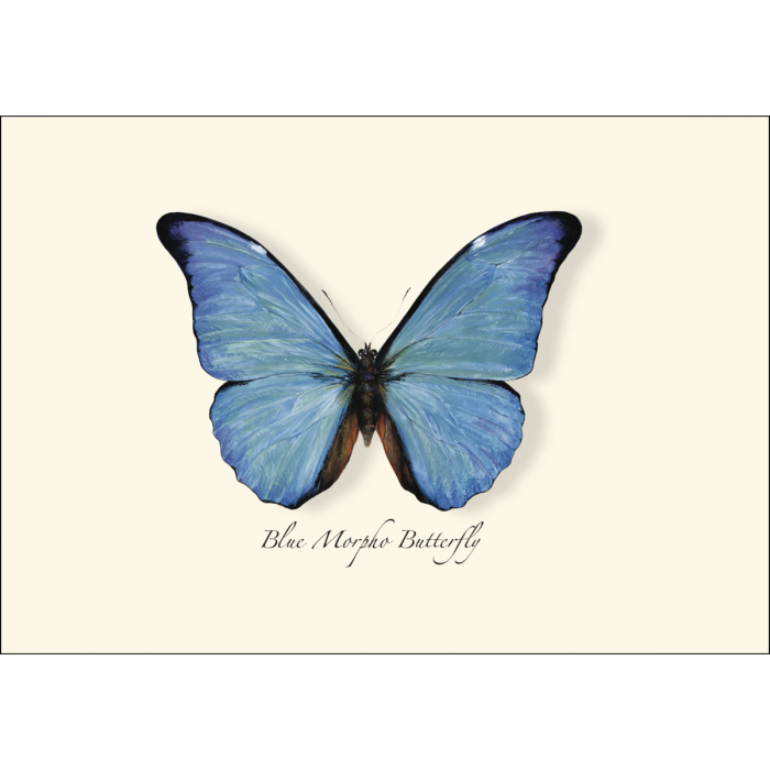 ES&W Boxed Cards Blue Morpho Butterfly