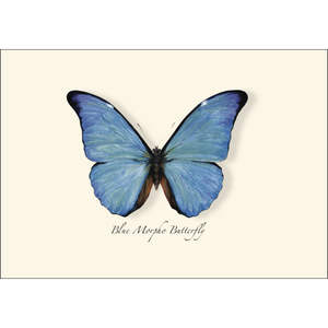 ES&W Boxed Cards Blue Morpho Butterfly